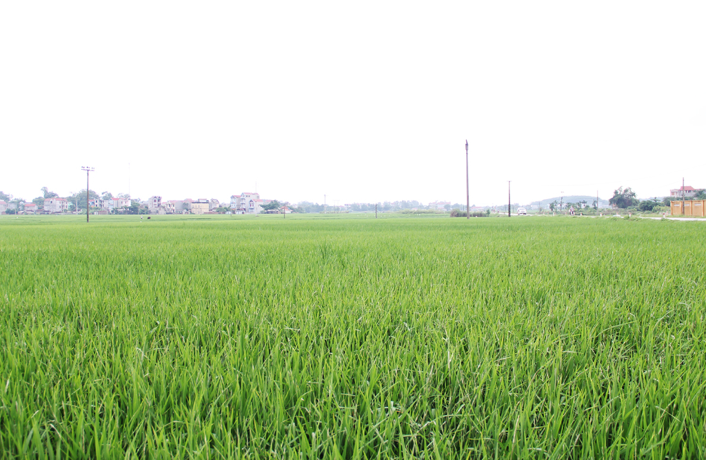 Phòng trừ lúa cỏ giảm thiệt hại sản xuất lúa vụ Mùa