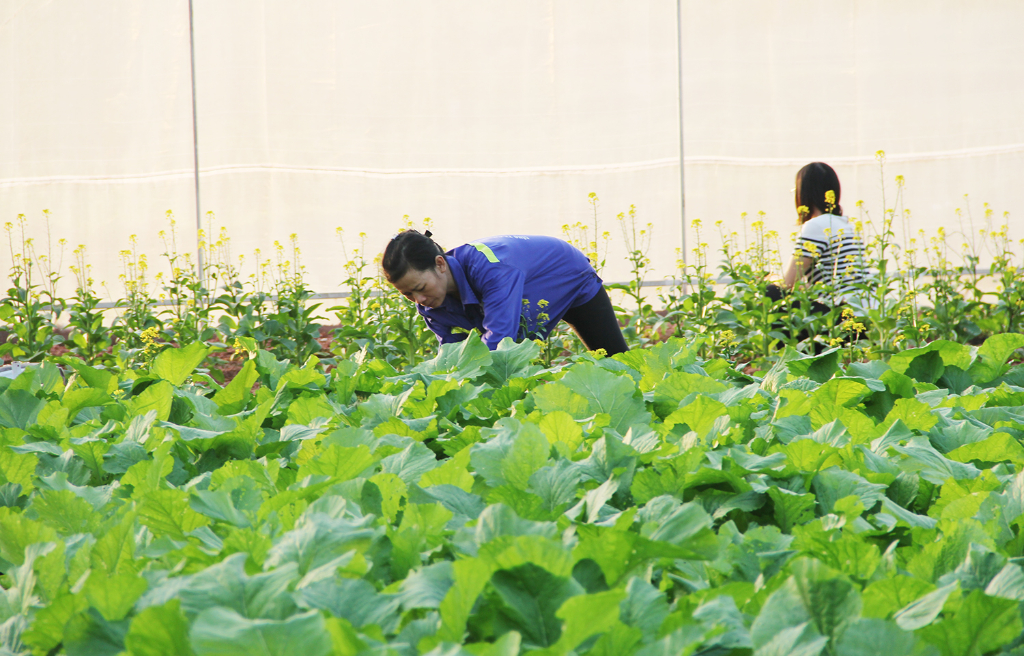 Bắc Giang: Trên 66% hợp tác xã nông nghiệp xếp loại khá trở lên