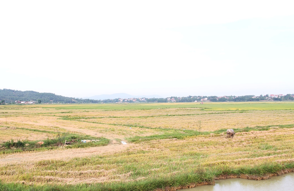 Phê duyệt Quy hoạch chi tiết xây dựng Khu dân cư mới phía Nam, xã Nghĩa Trung, huyện Việt Yên