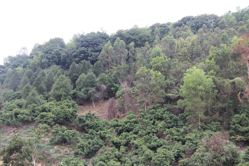 Bắc Giang chuyển mục đích sử dụng 24,45 ha rừng sang mục đích khác