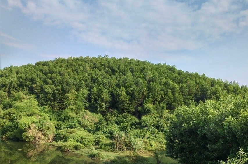 Triển khai thực hiện Đề án nâng cao chất lượng rừng