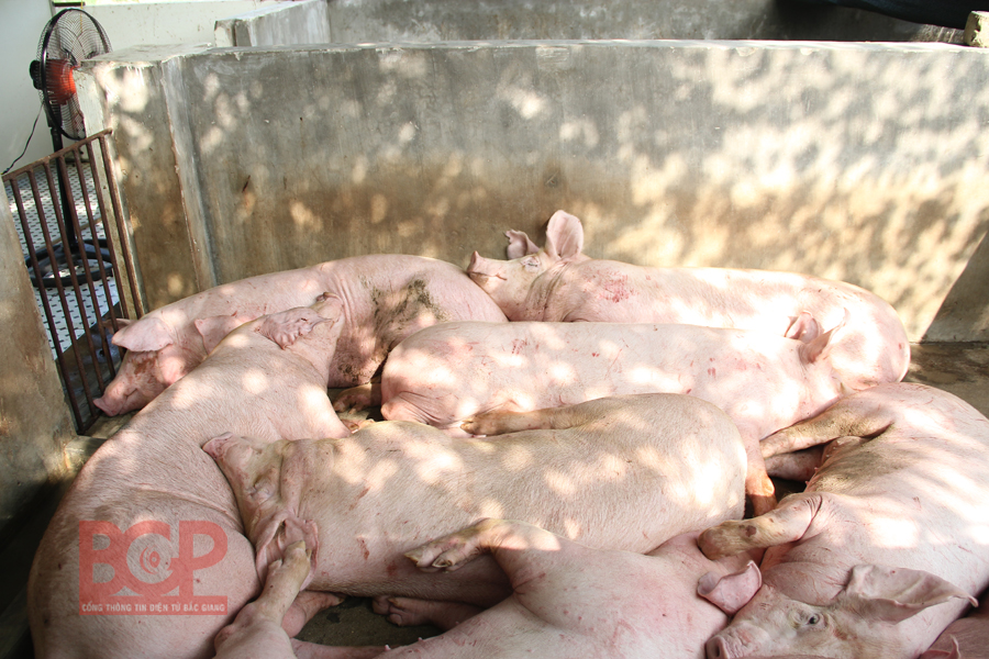 Bình ổn thị trường tiêu thụ thịt lợn
