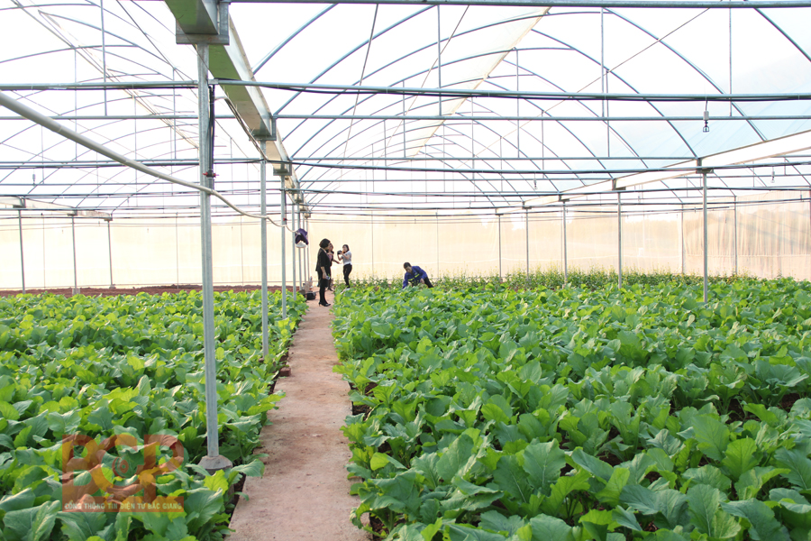 Phấn đấu đến năm 2030, Bắc Giang là trọng điểm nông nghiệp quốc gia, đứng đầu miền Bắc