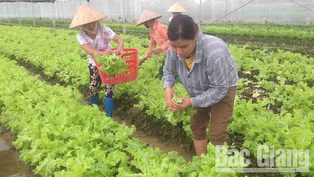 Tân Yên: Nhân rộng vùng nông sản hàng hóa tập trung