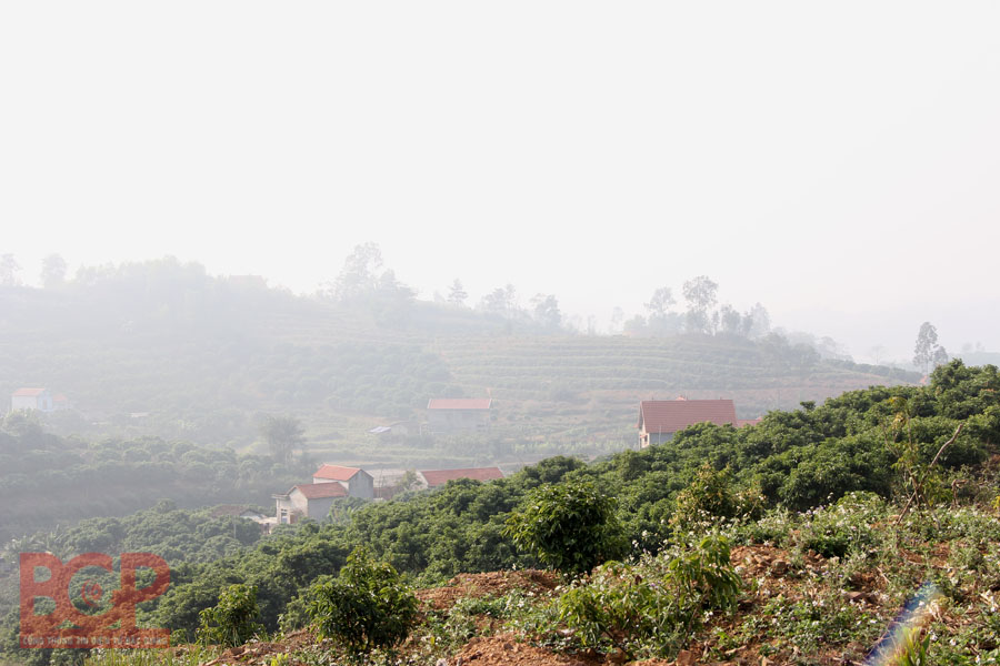 Xây dựng mô hình trồng cây Hồng xiêm xoài tại huyện Yên Thế