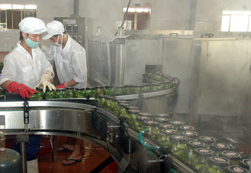Dây chuyền sản xuất dưa bao tử tại Công ty G.O.C