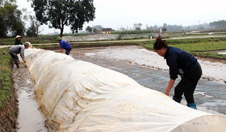 Bắc Giang: Nhiều biện pháp chống rét cho cây trồng, vật nuôi