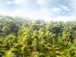Thành lập Cơ quan Kiểm lâm vùng I thực hiện công tác quản lý, bảo vệ rừng tại các tỉnh phía Bắc.    