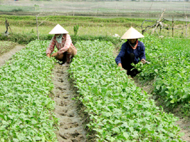 Yên Dũng triển khai mô hình sản xuất và bảo quản giống khoai tây sạch bệnh.