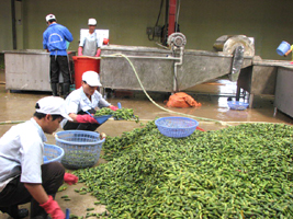 Đẩy mạnh thu hút đầu tư phát triển công nghiệp chế biến nông, lâm sản Bắc Giang.
