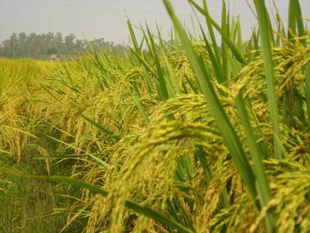 Phê duyệt Đề tài “Nghiên cứu, hoàn thiện công nghệ sản xuất lúa lai hai dòng, ba dòng đạt năng suất cao tại huyện Tân Yên”