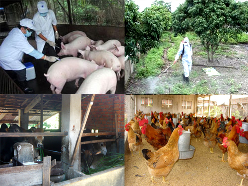 Phát triển sản xuất chăn nuôi và phòng, chống dịch bệnh sau tết Nguyên đán