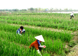 Nhà nước không thu hồi đất nông nghiệp vào năm 2013.    