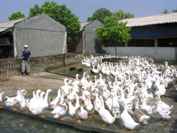Tìm đầu ra cho sản phẩm kinh tế trang trại ở Bắc Giang    
