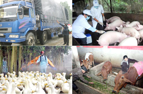 Tăng cường công tác phòng, chống dịch bệnh, đói rét cho đàn vật nuôi