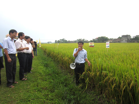 Hội thảo mô hình cánh đồng mẫu lúa SG333 và GS747 vụ Mùa năm 2013