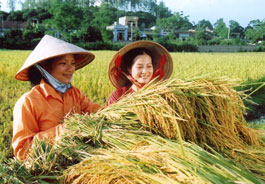 Gạo xuất khẩu của Việt Nam đang được giá.
