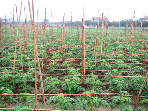 Tăng cường chỉ đạo sản xuất cây trồng vụ Đông năm 2013.