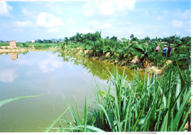 Bắc Giang chuyển đổi gần 3.700 ha diện tích ruộng trũng sang nuôi trồng thuỷ sản.