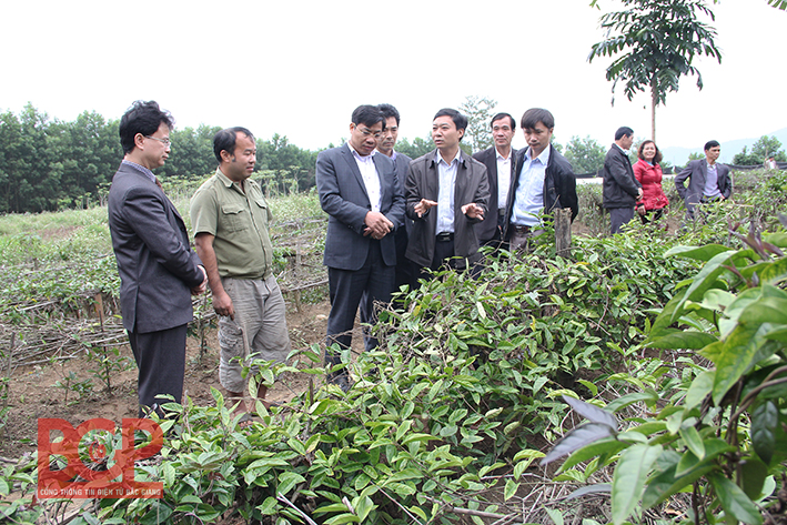 Phó Chủ tịch UBND tỉnh Dương Văn Thái kiểm tra sản xuất tại Sơn Động