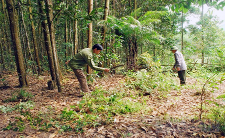 Xã Dương Hưu (Sơn Động): Thu nhập cao nhờ rừng kinh tế