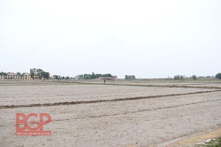 Bắc Giang: Phấn đấu diện tích gieo trồng vụ Mùa 2016 đạt 70.900 ha