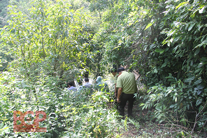 Tiếp tục triển khai các biện pháp quản lý bảo vệ rừng