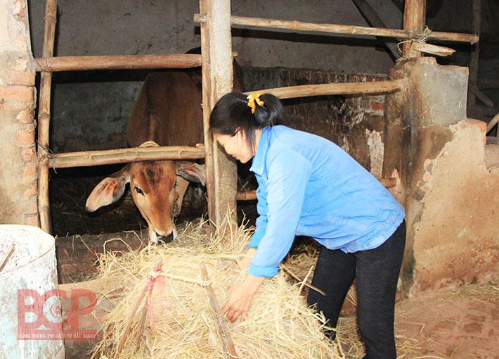 Bắc Giang: 200 hộ gia đình nghèo được nhận bò giống